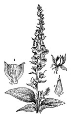 Foxglove vintage illustration. © Morphart