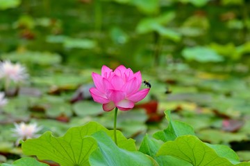 満開のハスとその花の蜜を吸うクマバチ