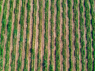 Aerial view of coffee seedlings being irrigated in the drip system