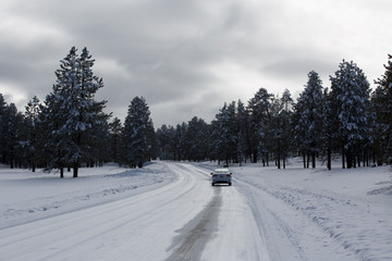 road in winter forest