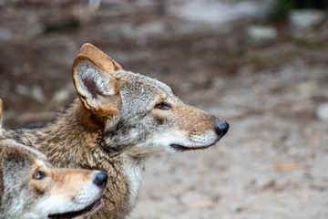 Red wolf