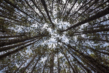 View from the forest floor