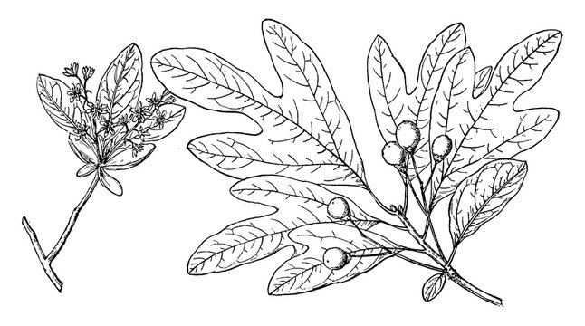 Branch Of Sassafras Vintage Illustration.