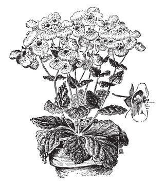 Calceolaria Herbeohybrida vintage illustration.