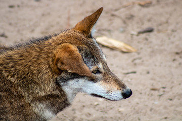 Red wolf