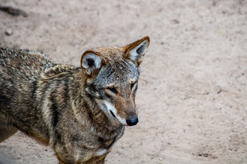 Red wolf