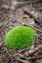 Mossy Orb