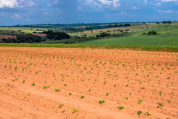 Baby cassava or manioc plant on field in Brazi