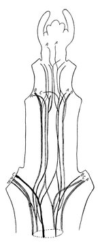 black and white anatomical drawing of nerves clip art preview