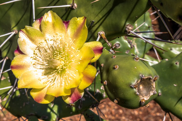Prickly fig (Opuntia humifusa) in Brazil