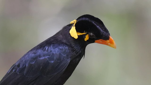 Close up of a Common Hill Myna (Gracula religiosa), blurred background.
