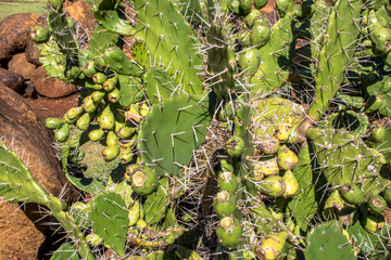 Prickly fig (Opuntia humifusa) in Brazil
