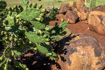 Prickly fig (Opuntia humifusa) in Brazil