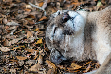 Florida panther © Suzanna