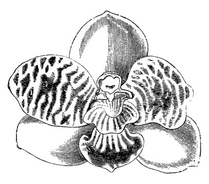 Lycaste Jugosa vintage illustration.