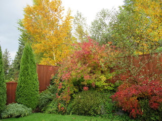 Fototapeta na wymiar autumn in the garden