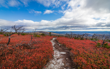 Dwarf pine trees and charred remains dot miles of crimson red huckleberry bushes at Sam's Point, Cragsmoor, NY, on a sunny autumn day
