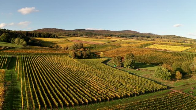Drone fligth in German vineyards. Autumn in Rheingau, Hessen.