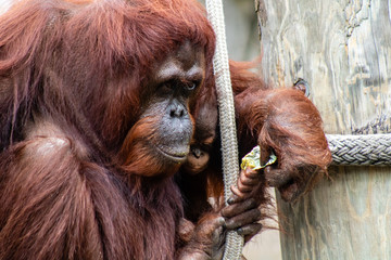 Bornean orangutan