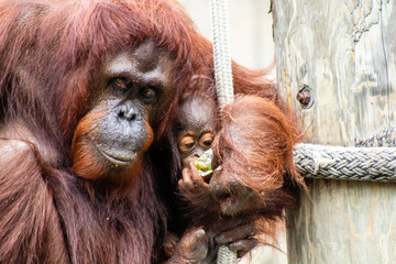 Bornean orangutan © Suzanna