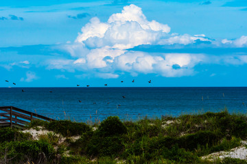 Fototapeta na wymiar pelicans in flight over the coast of Florida