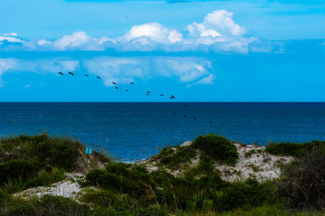 pelicans in flight over the coast of Florida