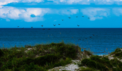 Obraz premium pelicans in flight over the coast of Florida