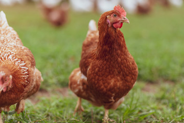Happy hens on an organic farm - Chicken Portrait	