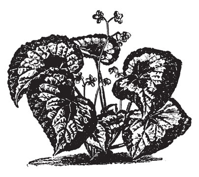 black and white plant with large leaves clip art preview