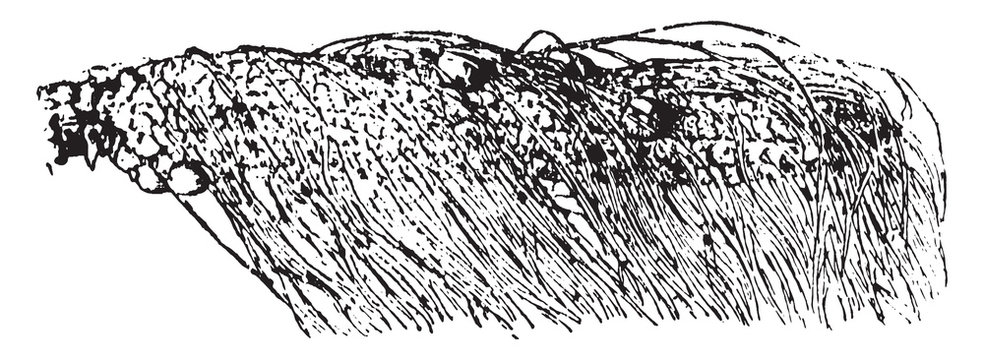Unfertilized corn vintage illustration.
