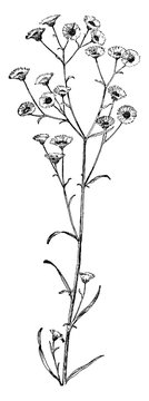 Daisy, Fleabane, Erigeron, Ramosus, Compositae, annual, plant, composite, flowers vintage illustration.