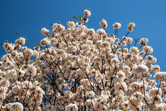 Ipes white tree flowering grove with selective focus in the municipality of Marilia