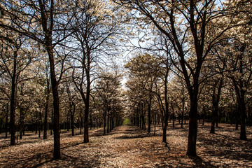 Ipes white tree flowering grove in the municipality of Marilia