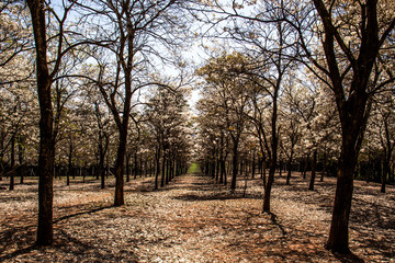 Naklejka premium Ipes white tree flowering grove with selective focus in the municipality of Marilia