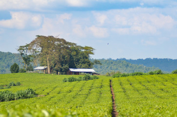 Fototapeta na wymiar A dirt path leads between rows of tea plants on a plantation waiting for harvest in Kibale, Uganda, Africa