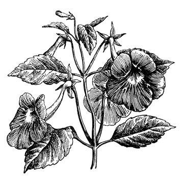 Achimenes Longiflora vintage illustration.