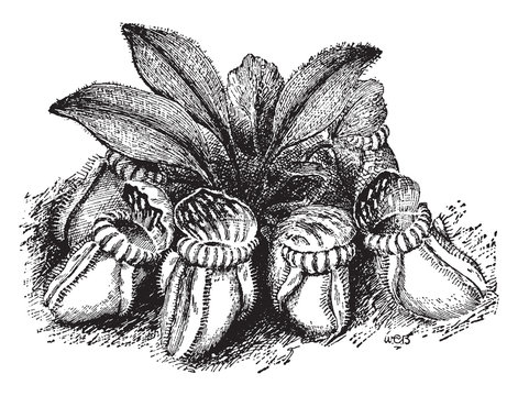 Cephalotus Follicularis vintage illustration.