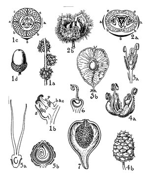 Fagaceae, Ulmaceae, Moraceae, Orders, flowers, Quercus, Castanea, Ulmus, Morus, Humulus, Cudrania, Ficus vintage illustration.