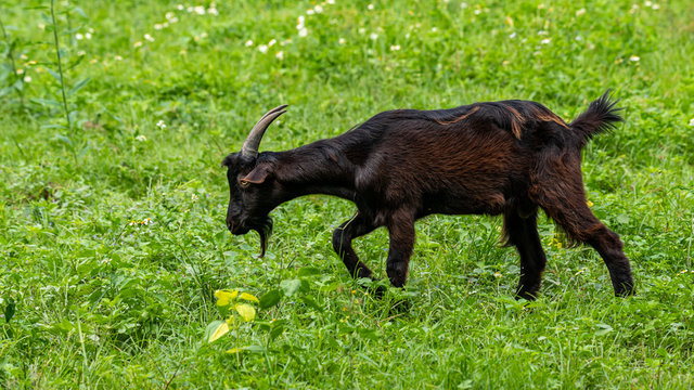 Pyrenean black goat kid feeding on plants and grass in natural green pasture