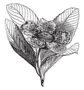 Dillenia, Flower, Dilleniaceae, family, solitary, sepals, petals vintage illustration.