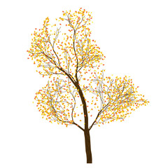 Tree with autumn foliage, tree on white background, vector illustration