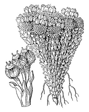 family, Bolax, Glebaria, Botany, flower, plants vintage illustration.