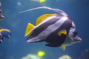 Obraz premium Angel fish in an aquarium