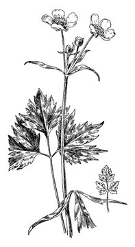 black and white buttercup botanical drawing clip art preview
