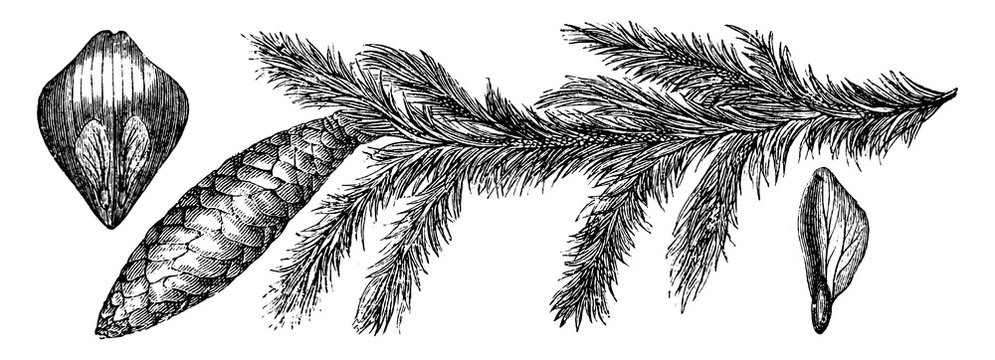 black and white botanical drawing of pine cone clip art preview
