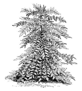 Berberis Nepalensis vintage illustration.