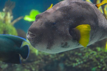 gray spotted fish in an aquarium