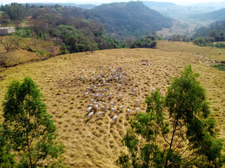 aerial view of herd nelore cattel on dry pasture in Brazil