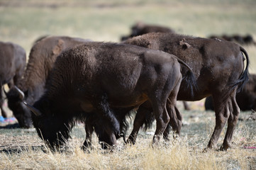 bison buffalo