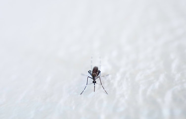 Mosquito ,cause sick Malaria,Dengue,Chikungunya,Mayaro fever,Dangerous Zica virus,influenza,Zika virus